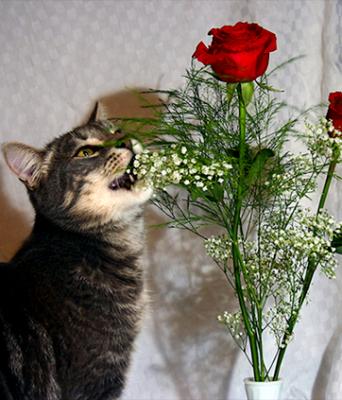 u45/blownaway36/medium/39818646.AshesandRoses.jpg