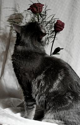 Sniff Sniff.jpg