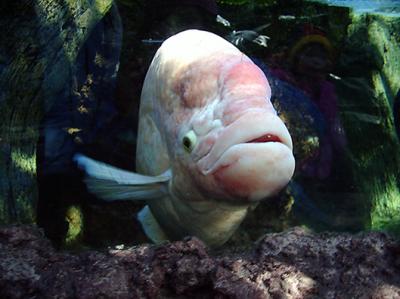 u45/blownaway36/medium/39848344.FishyFishyIntheBrook.jpg