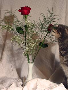 u45/blownaway36/upload/39818648.AshesRoseandWarmingFilter.jpg