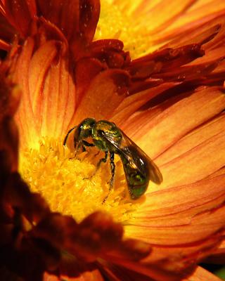 wMum  Small Bee3.jpg
