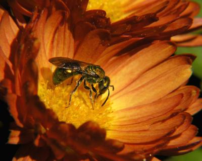 wMum  Small Bee10.jpg