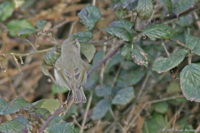 siberian chiffchaff1 (1).jpg