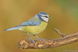 blue tit.jpg