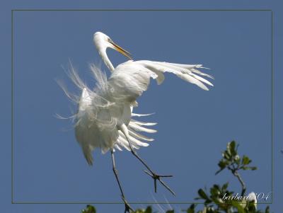 landing gear down IMG_5628.jpg