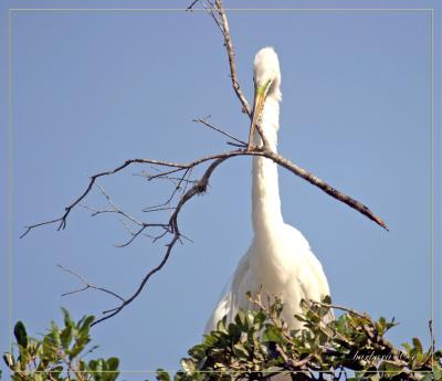 Big Stick IMG_6027.jpg