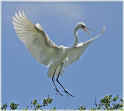 perfect landing pose IMG_6044.jpg