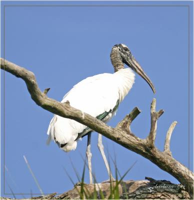 u45/bobbie2/medium/29150979.woodstorkontopoftreeIMG5347.jpg