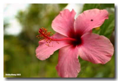 Hibiscus of a King