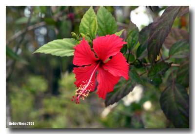 Hibiscus of a King