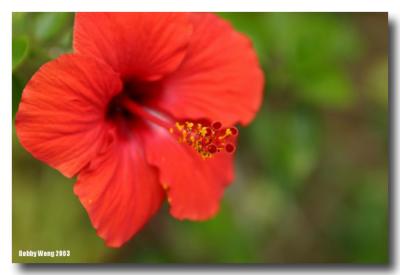 Hibiscus of a King