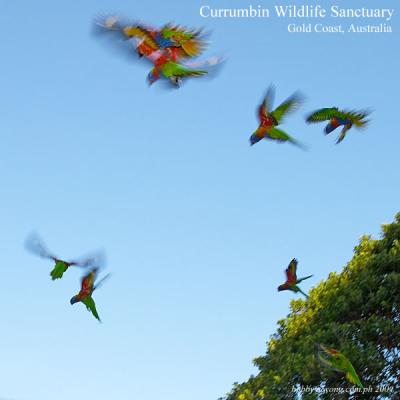 Currumbin Wildlife Sanctuary