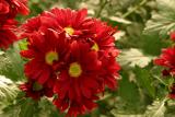 The Flower Farm