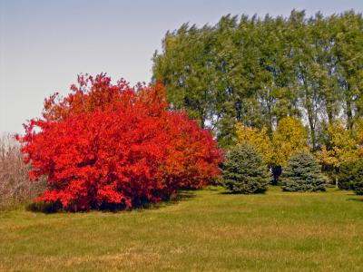 Fall Scene Near George, Iowa