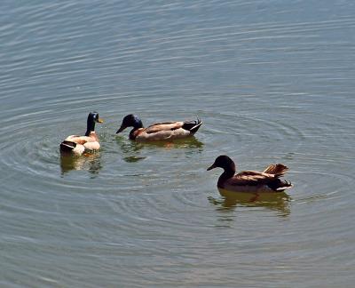 3 Ducks in Municipal Pond