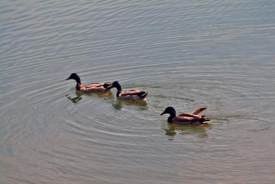3 Ducks in Municipal Pond 2