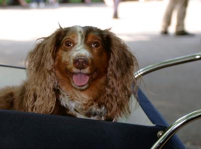 central park pup