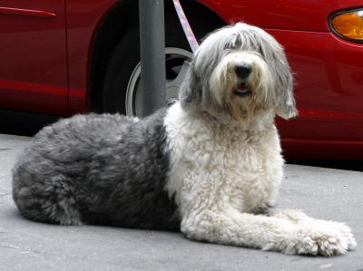 columbus pup