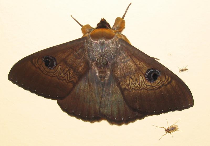 moth