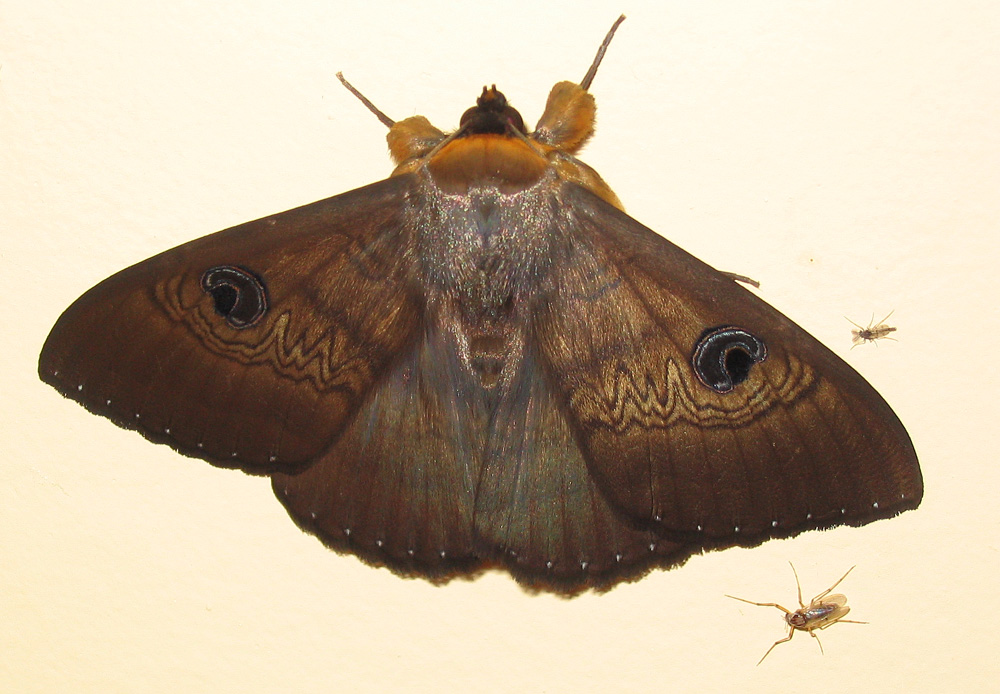 moth