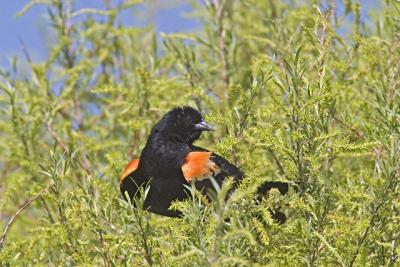 Red Winged Black Bird.jpg