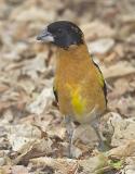 Black Headed Grosbeak 2.jpg