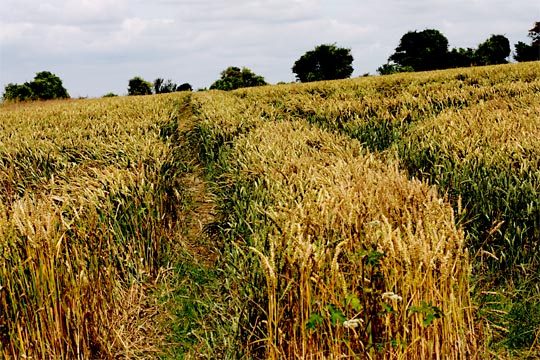 CRW_1799.jpg