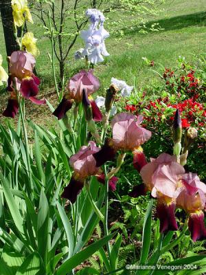 Iris assorted