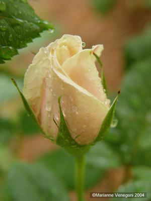 yellow rose bud