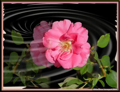 Rose ripple\  small rose