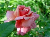 Salmon rose