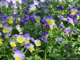 Pansy