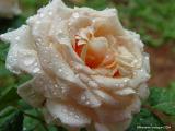 Rain drops and angel roses