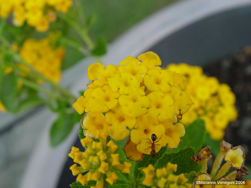 butterfly plant