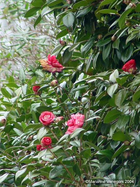 Magnolia family flower