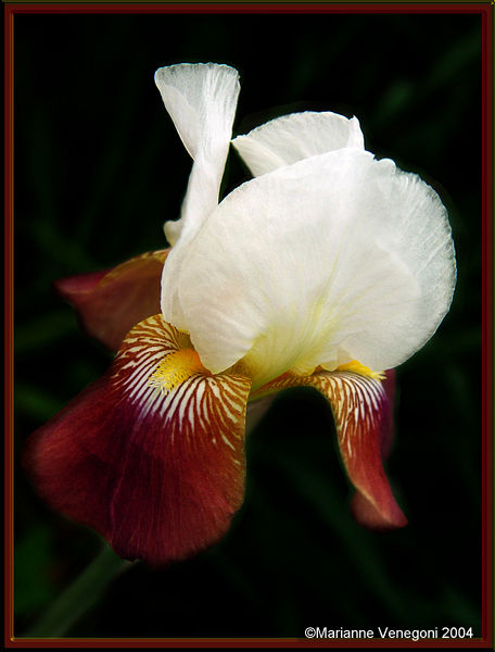 Iris
