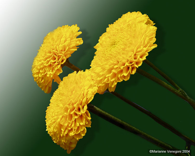 Yellow Marigolds