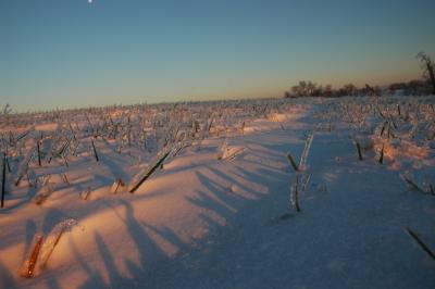 alien icescape