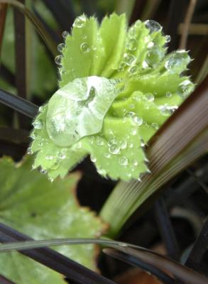 caught drops