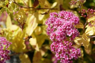 bee in flight