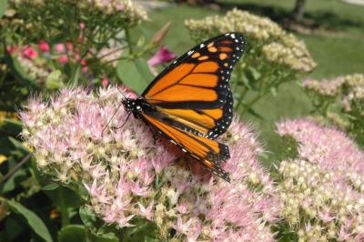 butterfly