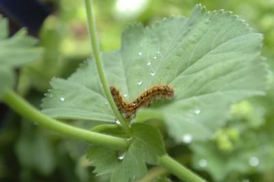 caterpillar