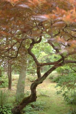crooked tree
