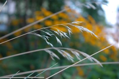 grass