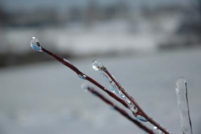 ice branches