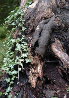 ivy stump