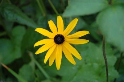 alone yellow daisy.jpg
