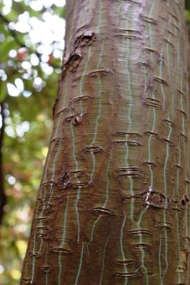 lightning bark