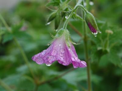 morning dew2.jpg