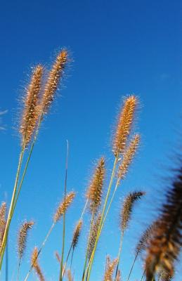wild grass